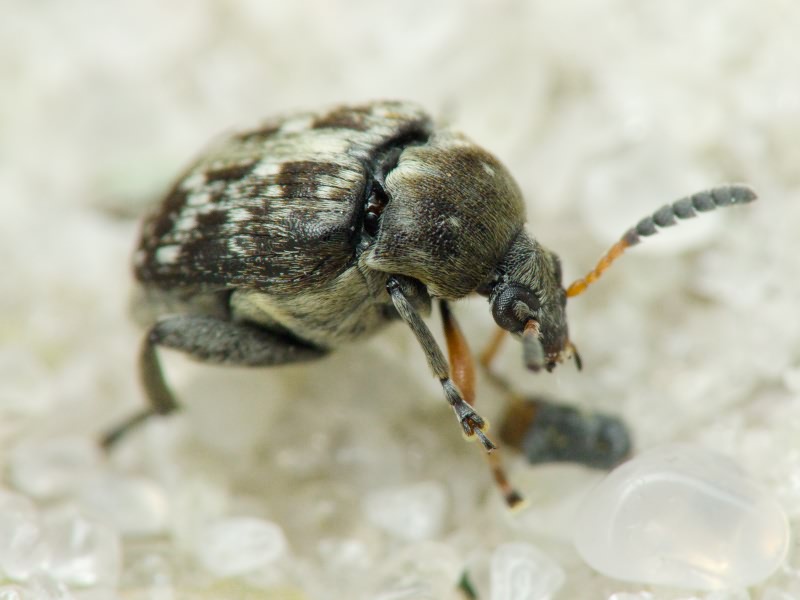 Bruchus affinis Frölich, 1799